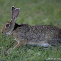 Lepus nigricollis Cuvier, 1823